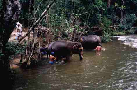 Washing elephants in a nearby river